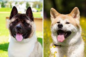 Akita akita vs japanese akita