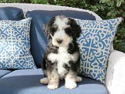 Bernedoodle puppies for sale