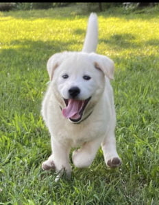 White Akita