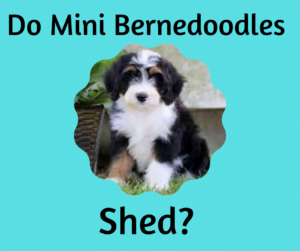 Mini Bernedoodle