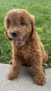 Goldendoodle