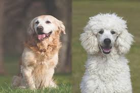 F1 Miniature Goldendoodle