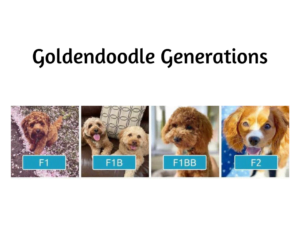 f1 mini Goldendoodle