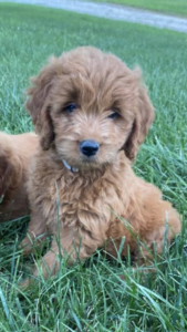 F1 Miniature Goldendoodle