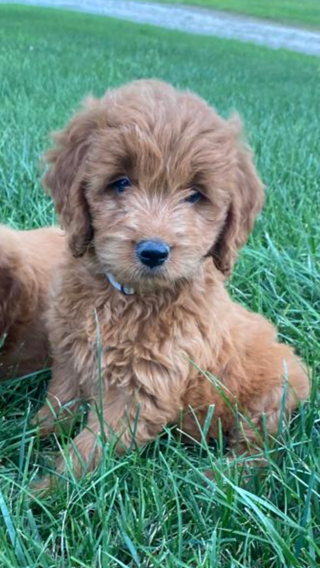 F1 Miniature Goldendoodle F1 Mini Goldendoodle for Sale