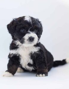 MIniature Bernedoodle