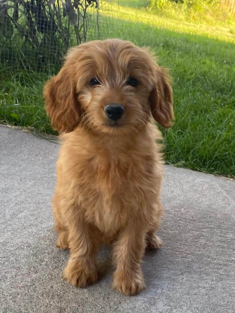 Home Awesome Paws of Missouri