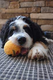 Silly Bernedoodle