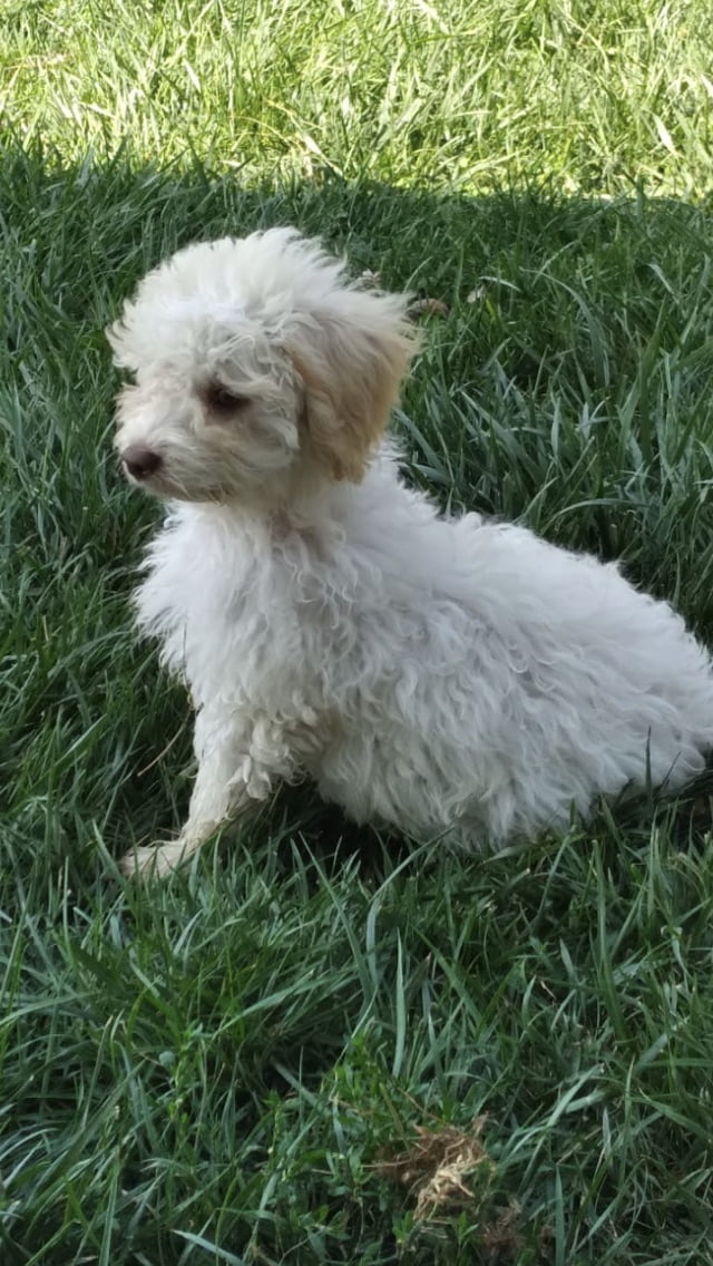 Toy Poodle Puppies for Sale