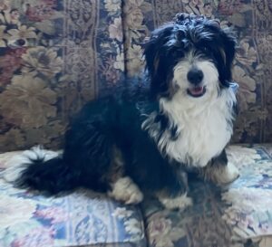 mini bernedoodle puppies 2026
