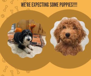 miniature bernedoodle