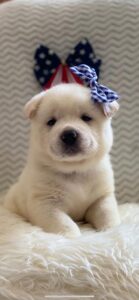 white akita