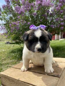 akita puppies for sale in Missouri