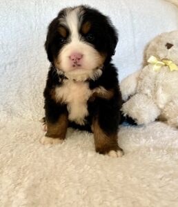 bernese mountain dog for sale