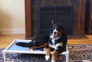 bernese mountain dog for sale