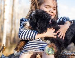 bernedoodle puppy for sale