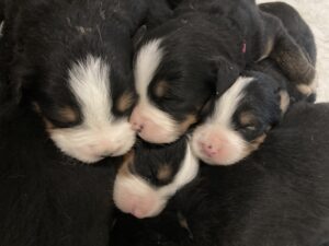 Bernese Mountain dog breeders