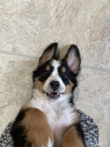 Bernese mountain dog for sale