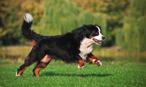 bernese mountain dog for sale