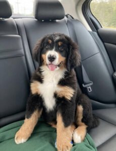 bernese mountain dog for sale