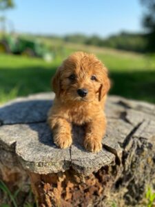 mini goldendoodles for sale