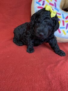 bernedoodle puppies for sale