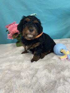 bernedoodle puppies for sale
