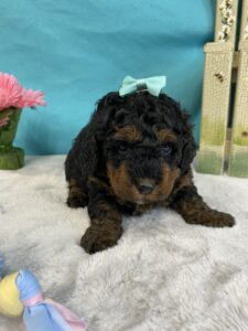 mini bernedoodle