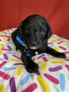 bernedoodle puppy for sale