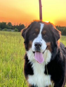 bernese mountain dog for sale