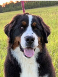 bernese mountain dog for sale