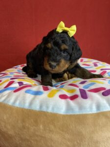 mini bernedoodle