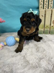 mini bernedoodle
