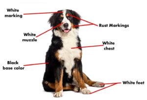 bernese mountain dog for sale