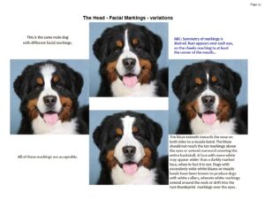 bernese mountain dog for sale