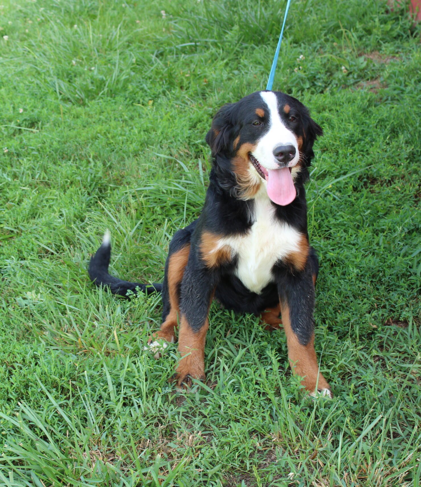 Adult dogs for sale