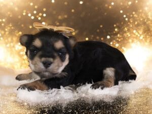 morkie puppies for sale