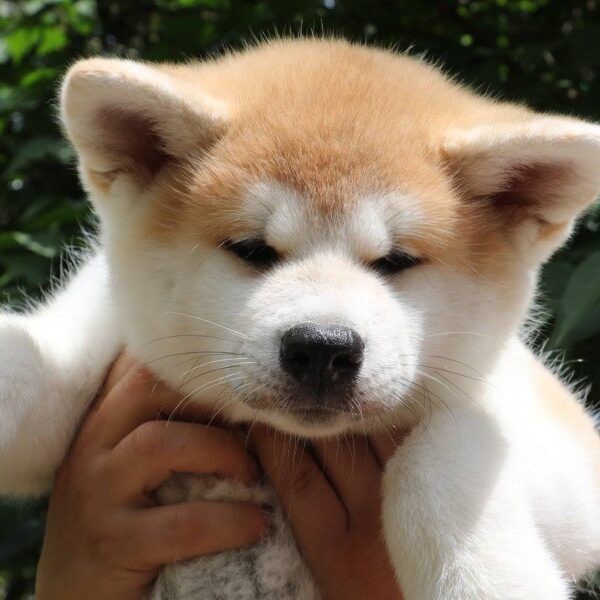 Akita Puppies Trainability Akita Puppies Trainability