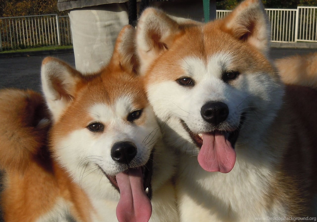 Contact us today to learn more about our Akita puppies Contact us today to learn more about our Akita puppies