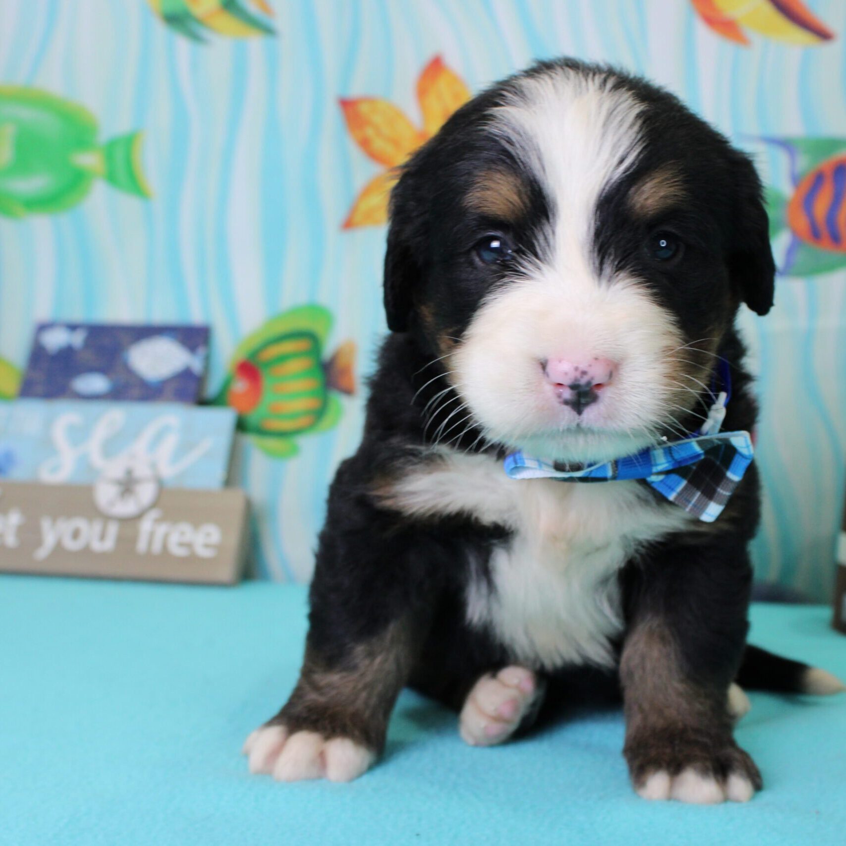 bernese mountain dog breeders