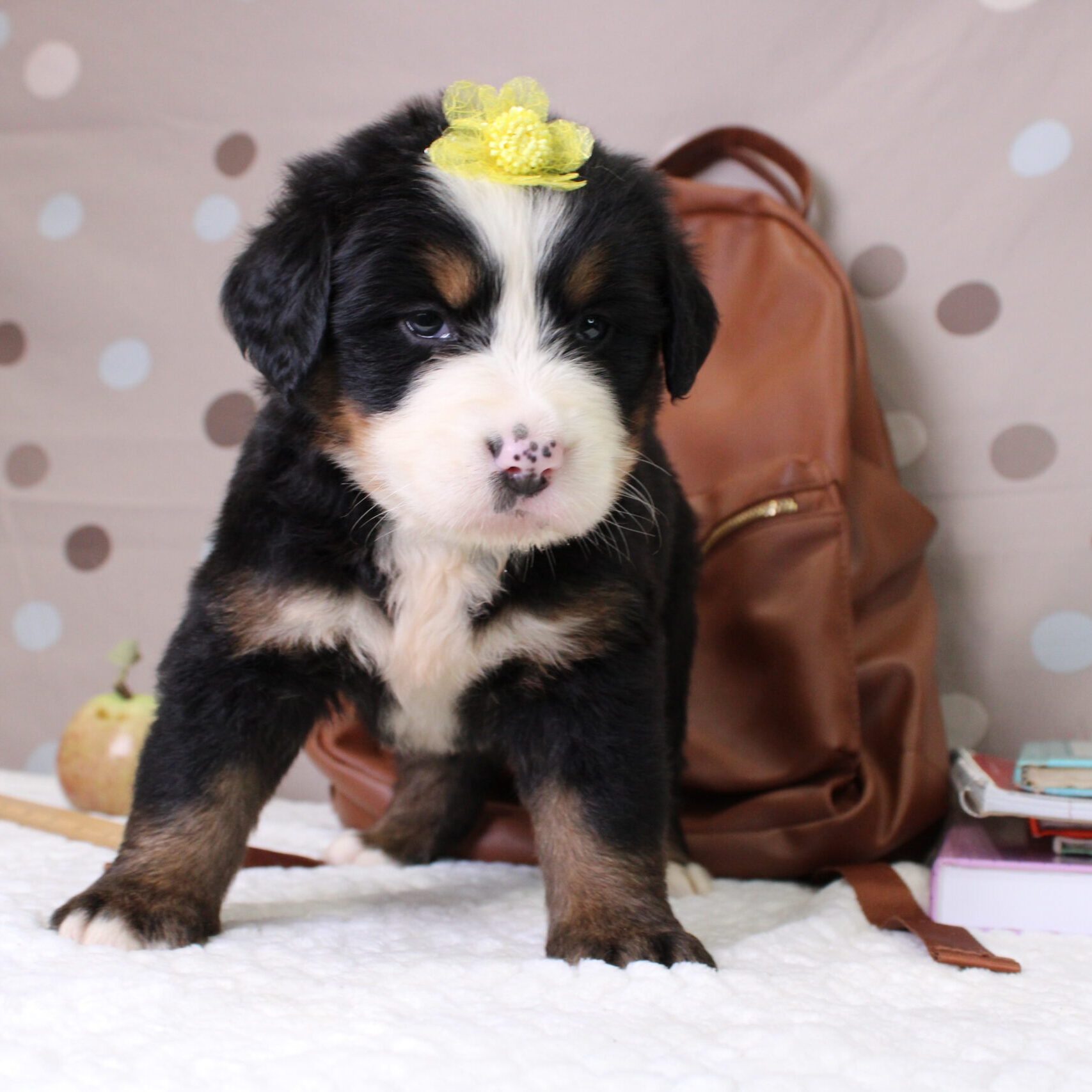 bernese mountain dog breeders