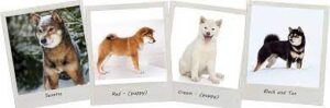 Shiba Inu coat colors