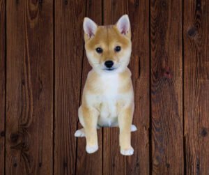 Shiba Inu