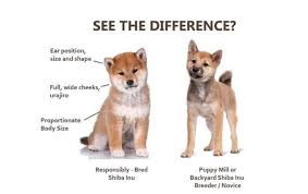 shiba inu