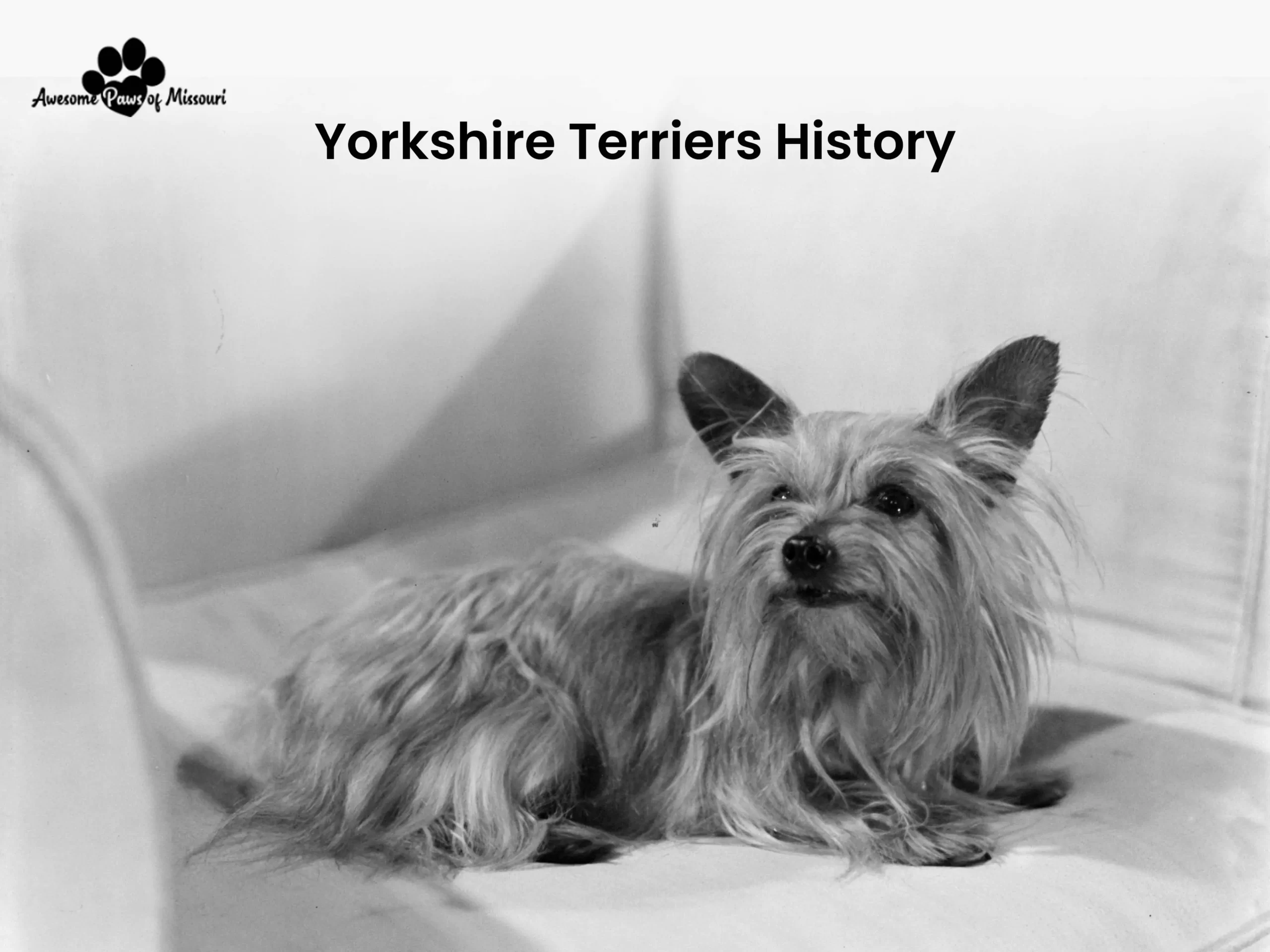 Yorkshire Terriers History - image