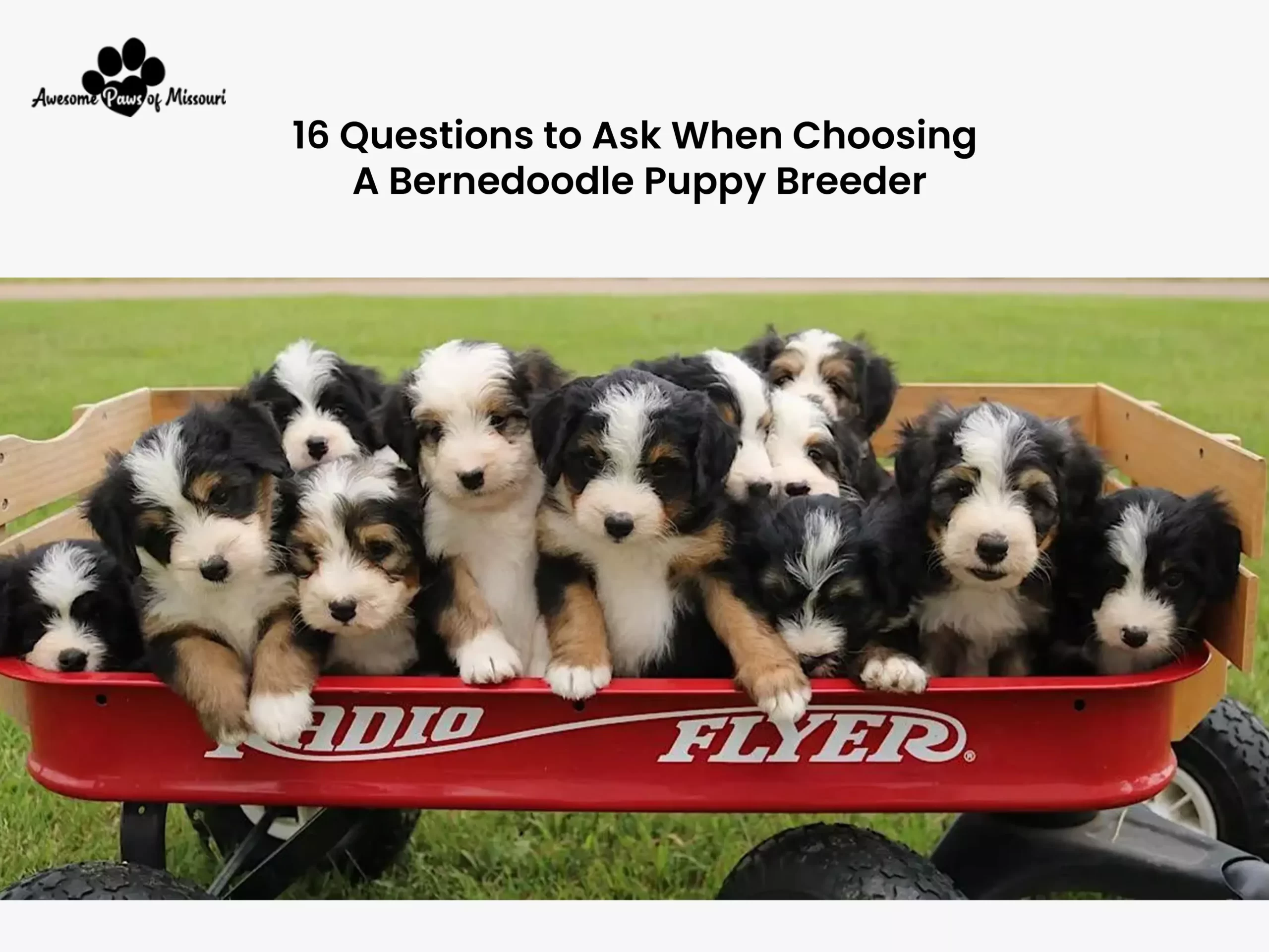 16 Questions to Ask When Choosing a Bernedoodle Puppy Breeder - image