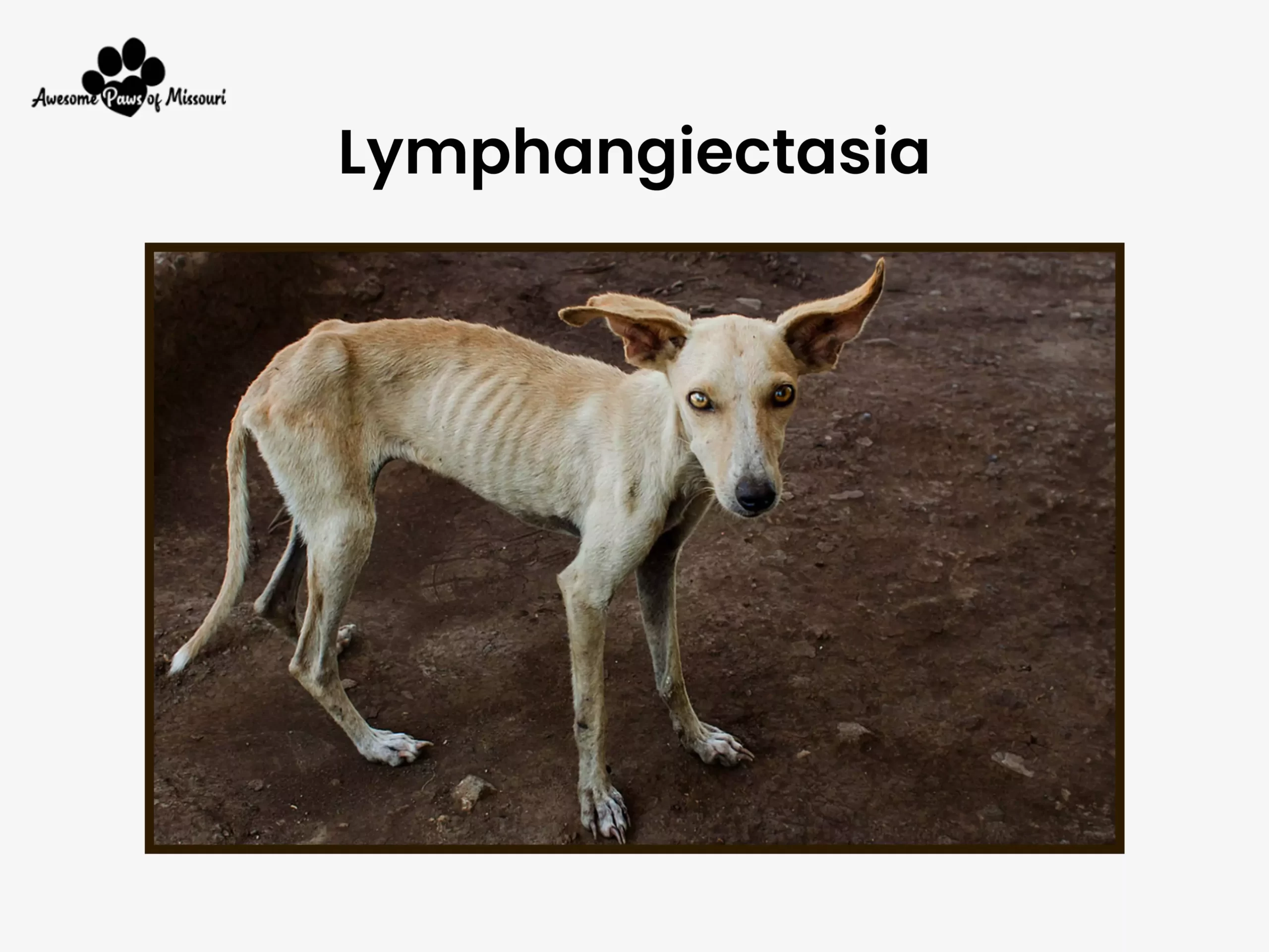 Lymphangiectasia - image