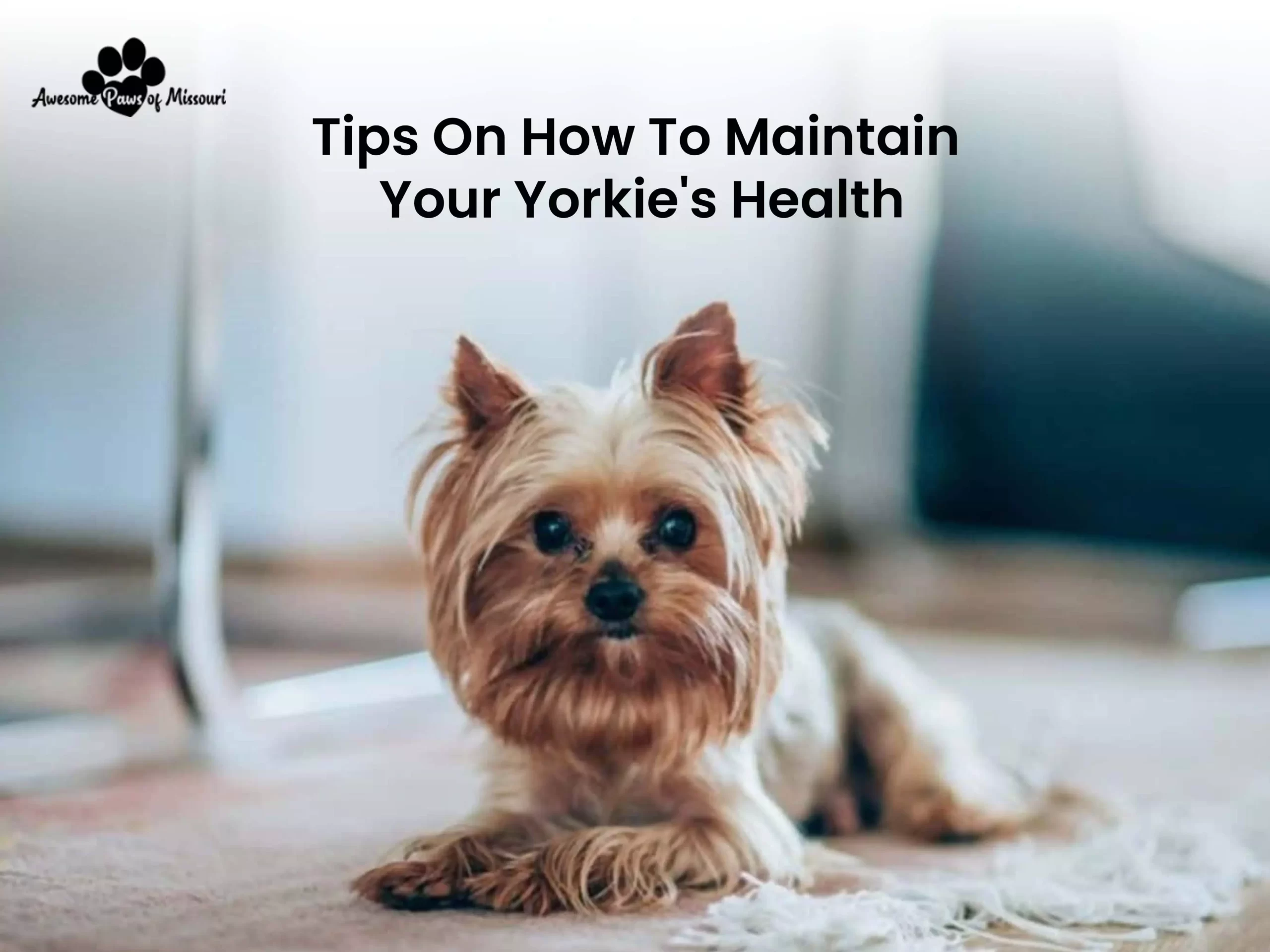 5 Tips On How To Maintain Your Yorkie's Health - image