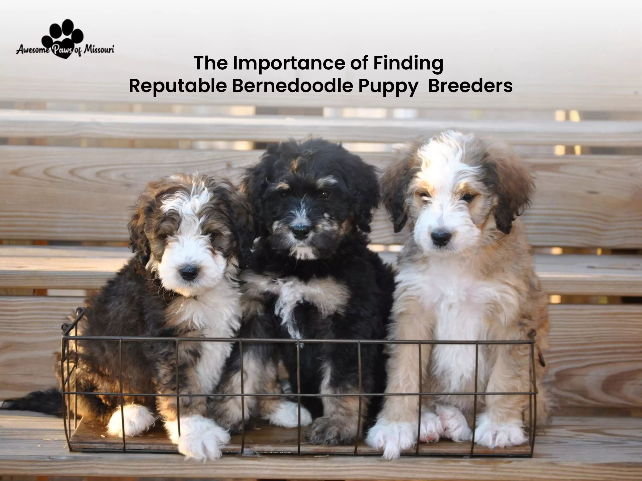 The Importance of Finding Reputable Bernedoodle Puppy Breeders - image