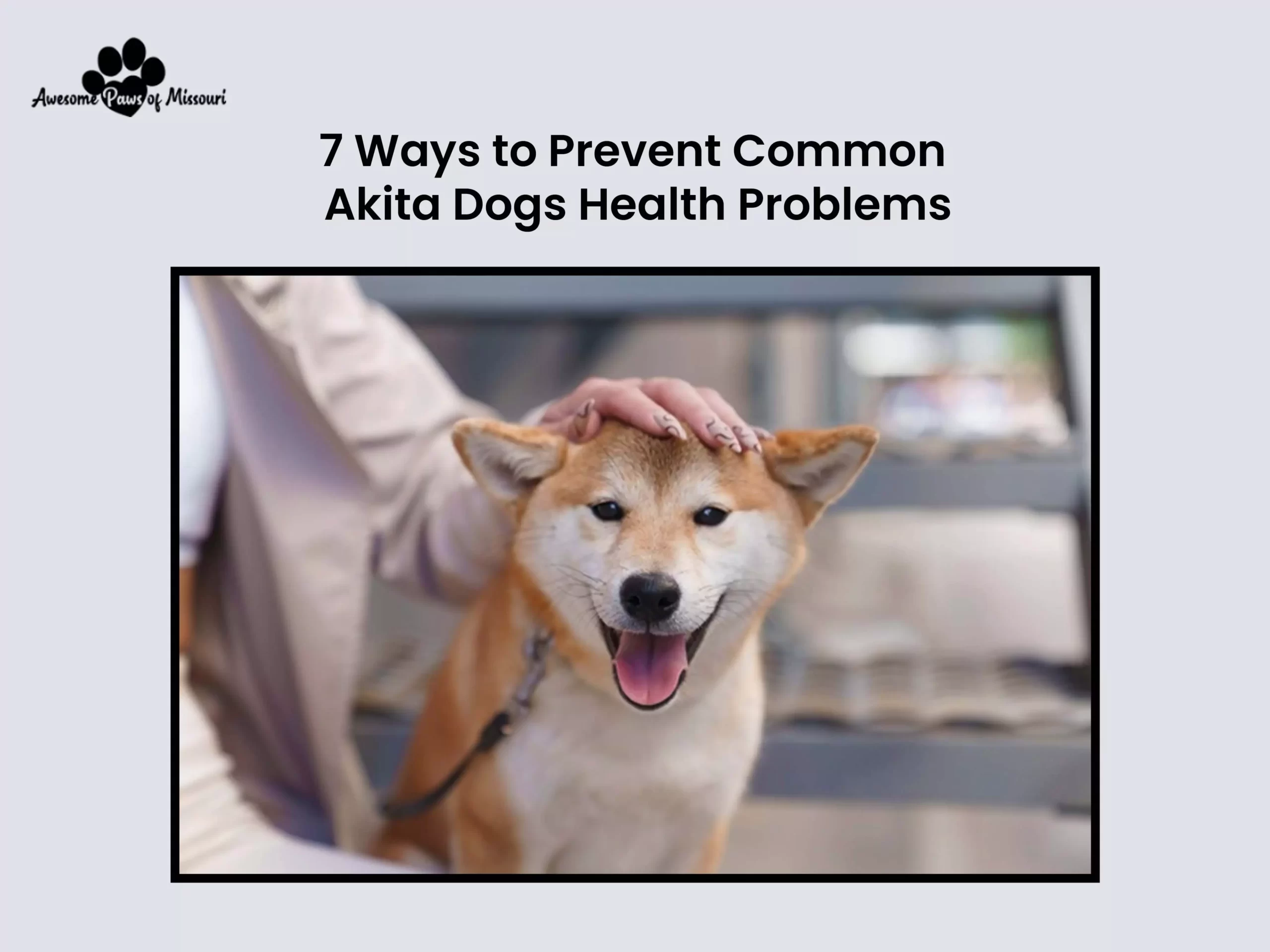7 Ways to Prevent Common Akita Dogs Health Problems - image